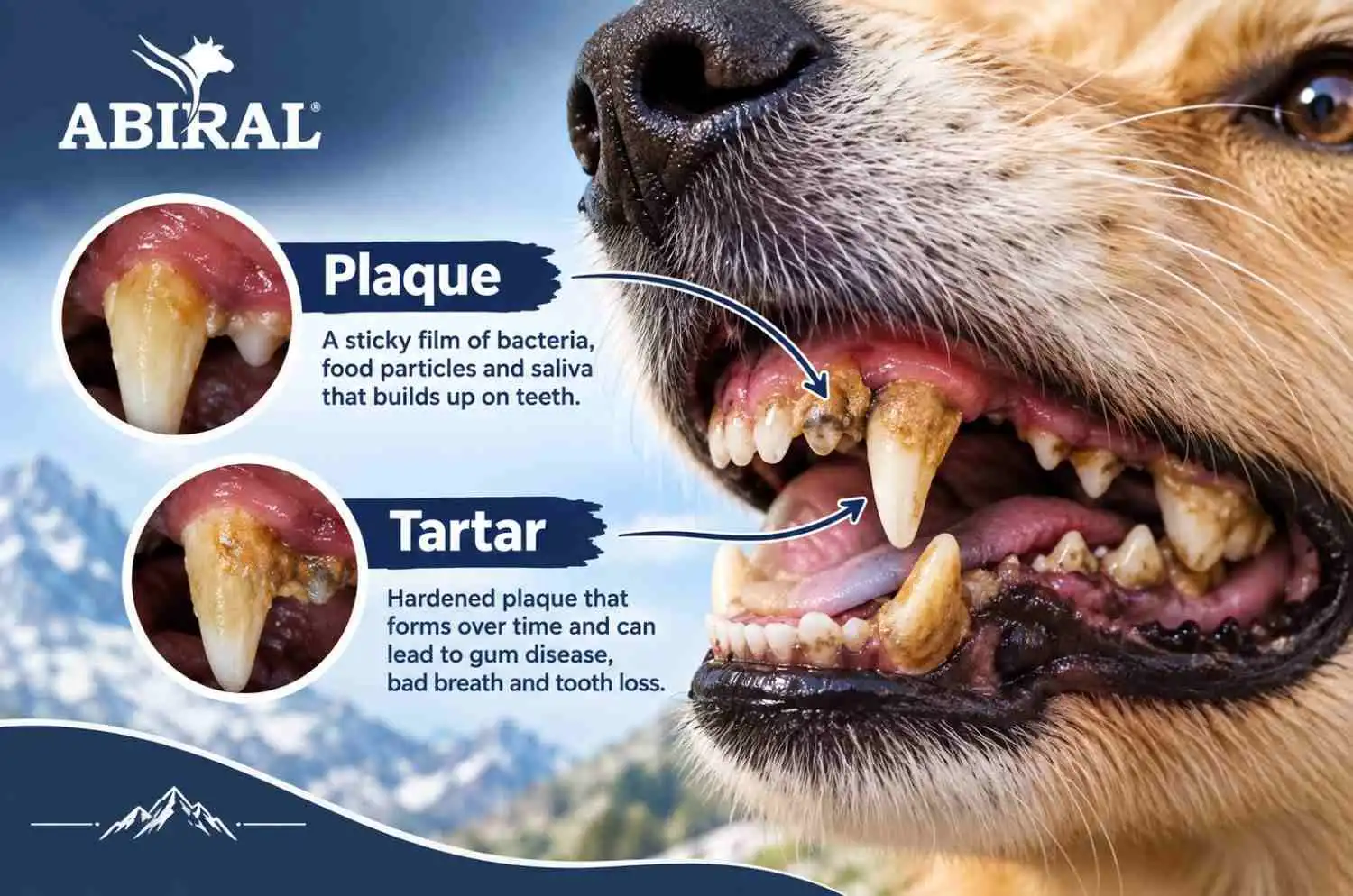 plaque and tartar in dogs difference