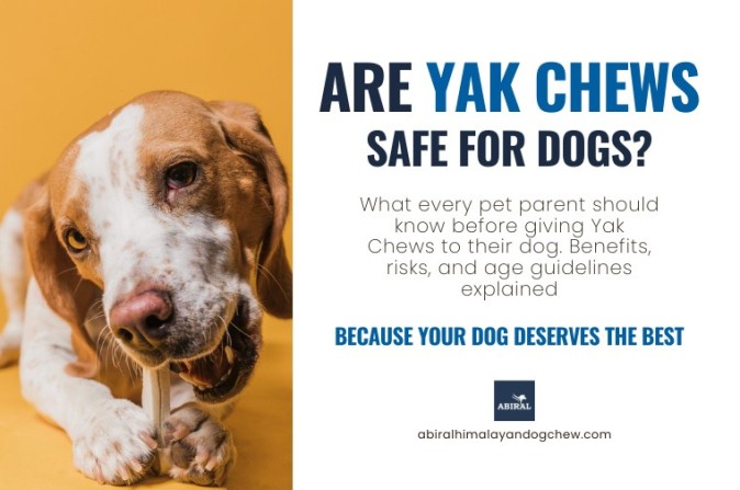 Are Yak Chews Safe for Dogs? Safety Insights & Vet Tips